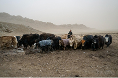 Migration